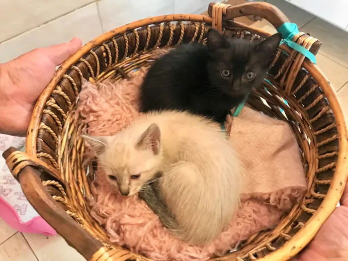 Gato ra a SRD-ViraLata idade Abaixo de 2 meses nome Paris bb50dias lindíssima 