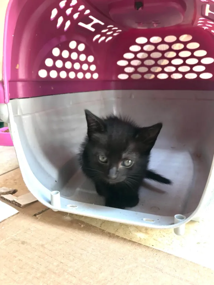Gato ra a SRD-ViraLata idade Abaixo de 2 meses nome Paris bb50dias lindíssima 