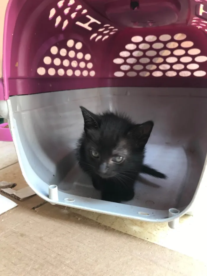 Gato ra a SRD-ViraLata idade Abaixo de 2 meses nome Paris bb50dias lindíssima 