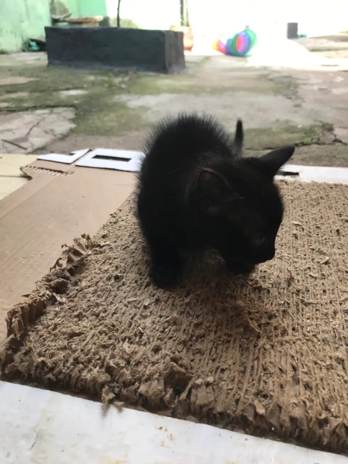 Gato ra a SRD-ViraLata idade Abaixo de 2 meses nome Paris bb50dias lindíssima 