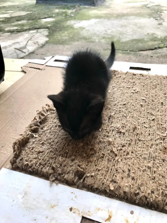 Gato ra a SRD-ViraLata idade Abaixo de 2 meses nome Paris bb50dias lindíssima 