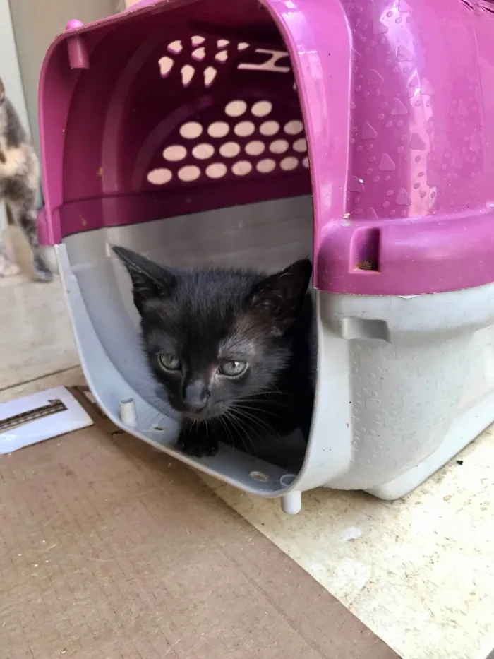 Gato ra a SRD-ViraLata idade Abaixo de 2 meses nome Paris bb50dias lindíssima 