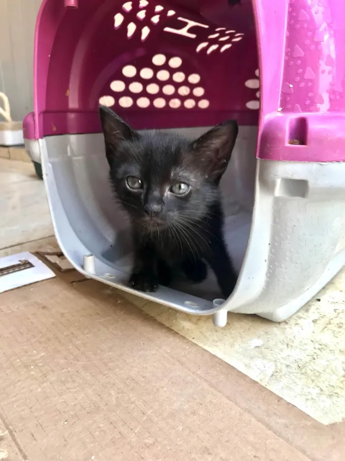 Gato ra a SRD-ViraLata idade Abaixo de 2 meses nome Paris bb50dias lindíssima 