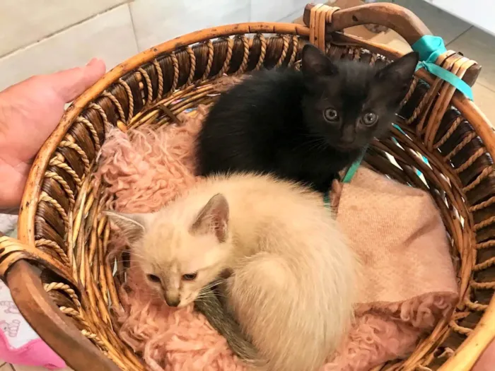 Gato ra a SRD-ViraLata idade Abaixo de 2 meses nome Paris bb50dias lindíssima 