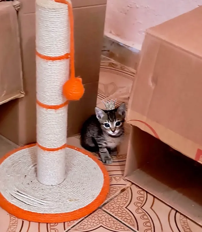 Gato ra a SRD-ViraLata idade Abaixo de 2 meses nome Ronron bb50dias mini gato!