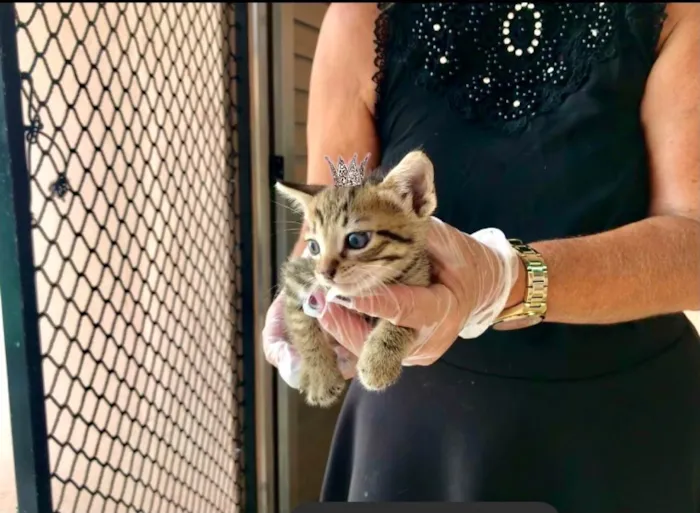 Gato ra a SRD-ViraLata idade Abaixo de 2 meses nome Ronron bb50dias mini gato!