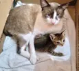 Ronron bb50dias mini gato!