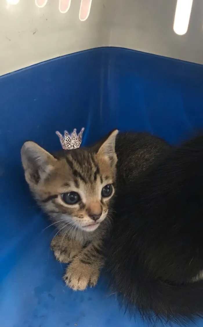 Gato ra a SRD-ViraLata idade Abaixo de 2 meses nome Ronron bb50dias mini gato!