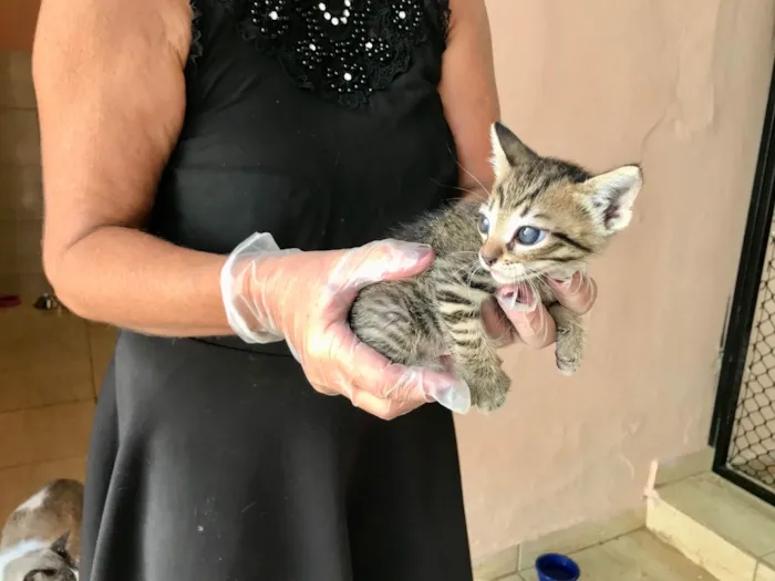 Gato ra a SRD-ViraLata idade Abaixo de 2 meses nome Ronron bb50dias mini gato!