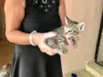 Ronron bb50dias mini gato!