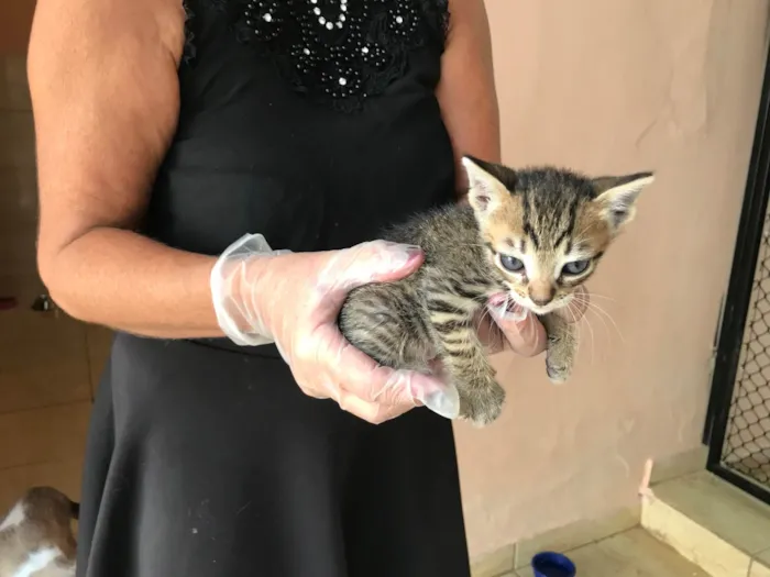 Gato ra a SRD-ViraLata idade Abaixo de 2 meses nome Ronron bb50dias mini gato!