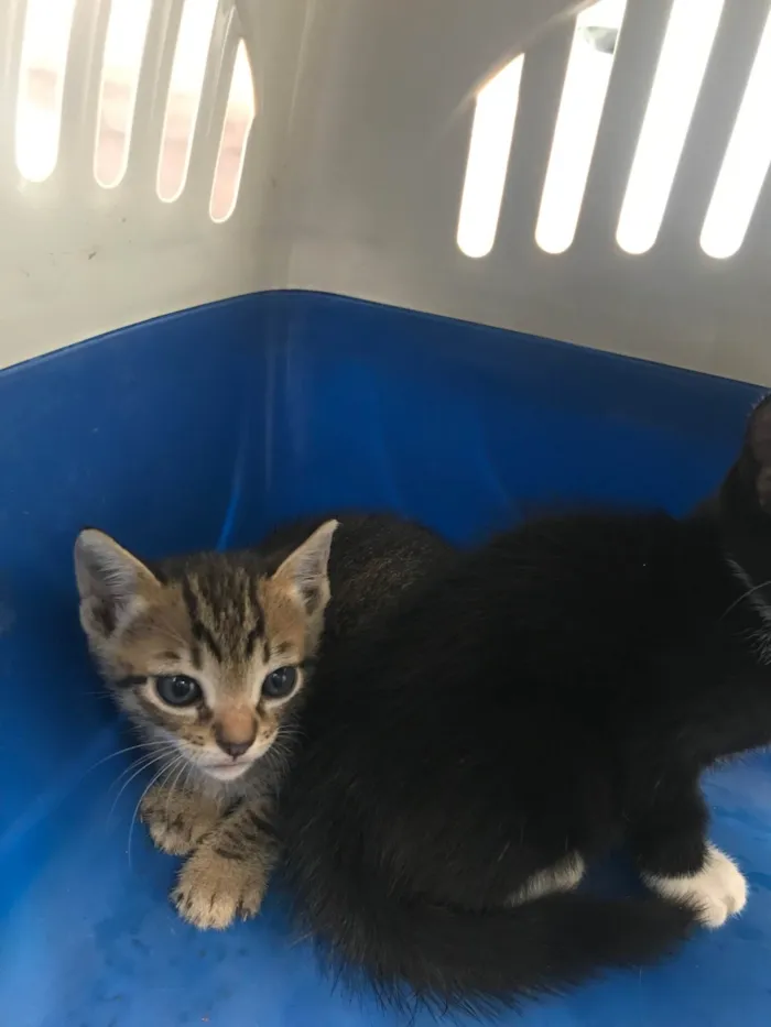 Gato ra a SRD-ViraLata idade Abaixo de 2 meses nome Ronron bb50dias mini gato!