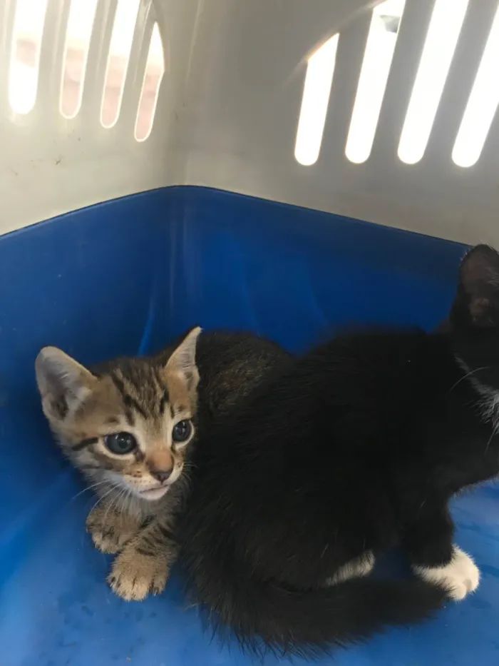 Gato ra a SRD-ViraLata idade Abaixo de 2 meses nome Ronron bb50dias mini gato!