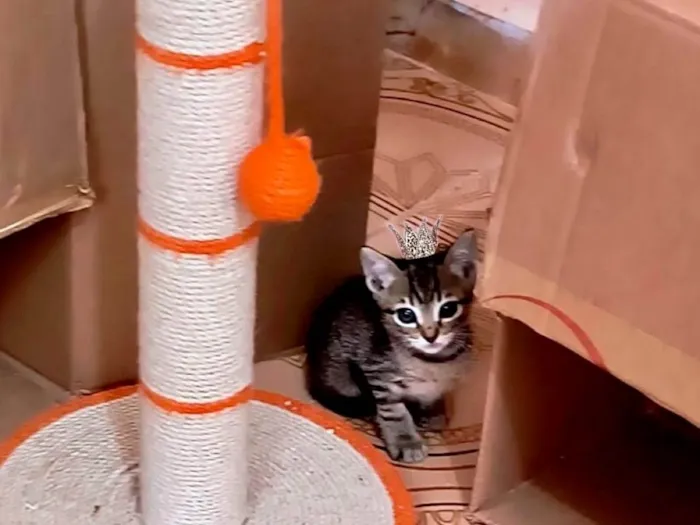 Gato ra a SRD-ViraLata idade Abaixo de 2 meses nome Ronron bb50dias mini gato!