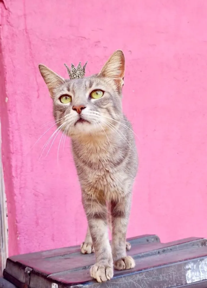 Gato ra a SRD-ViraLata idade 2 a 6 meses nome Yo-yo bb4meses 