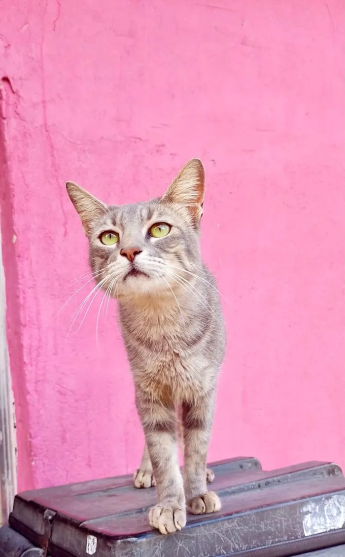 Gato ra a SRD-ViraLata idade 2 a 6 meses nome Yo-yo bb4meses 