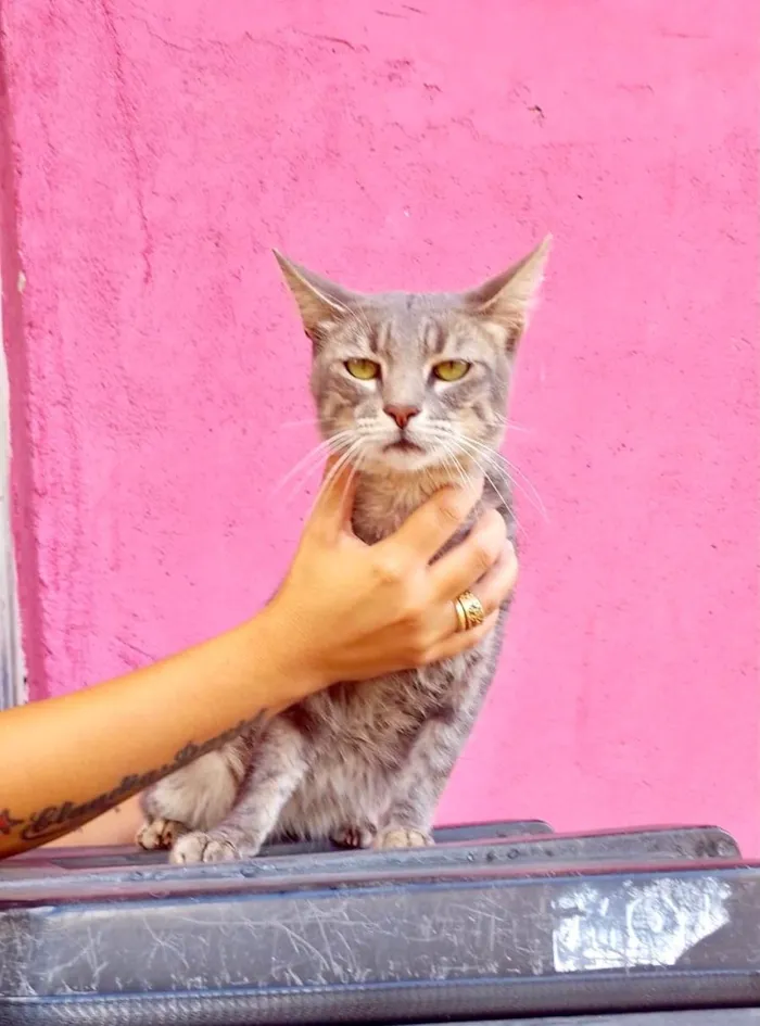 Gato ra a SRD-ViraLata idade 2 a 6 meses nome Yo-yo bb4meses 