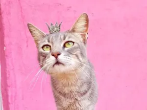 Gato raça SRD-ViraLata idade 2 a 6 meses nome Yo-yo bb4meses 