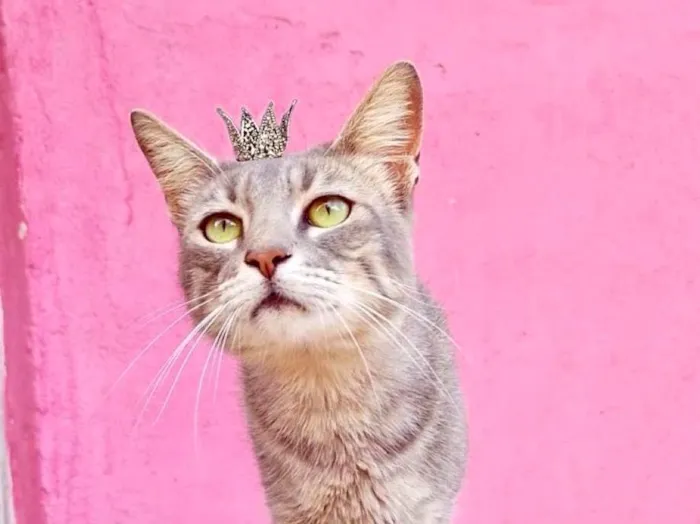 Gato ra a SRD-ViraLata idade 2 a 6 meses nome Yo-yo bb4meses 