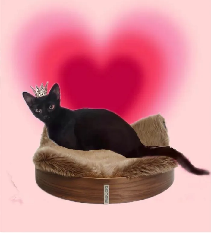 Gato ra a SRD-ViraLata idade 2 a 6 meses nome Merlin bb5meses lindo 