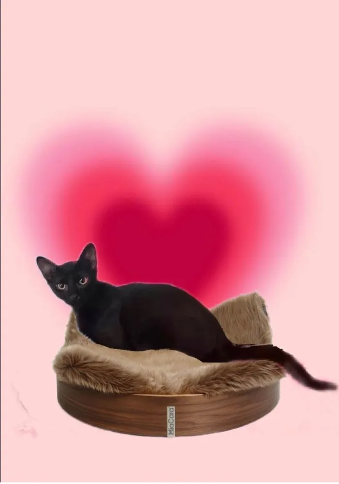 Gato ra a SRD-ViraLata idade 2 a 6 meses nome Merlin bb5meses lindo 