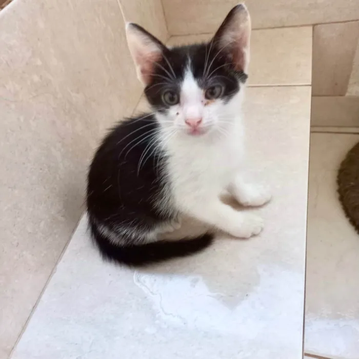 Gato ra a SRD-ViraLata idade Abaixo de 2 meses nome Kawai bb2meses Linda 