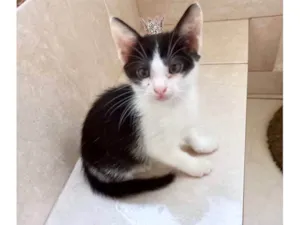 Gato raça SRD-ViraLata idade Abaixo de 2 meses nome Kawai bb2meses Linda 