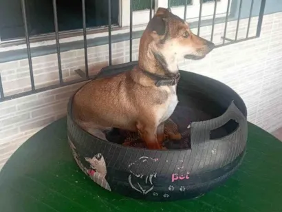 Cachorro raça SRD-ViraLata idade 2 a 6 meses nome Doly