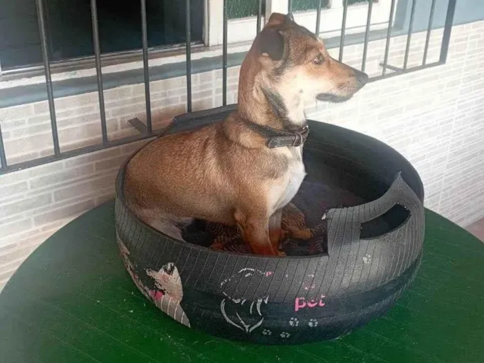 Cachorro ra a SRD-ViraLata idade 2 a 6 meses nome Doly