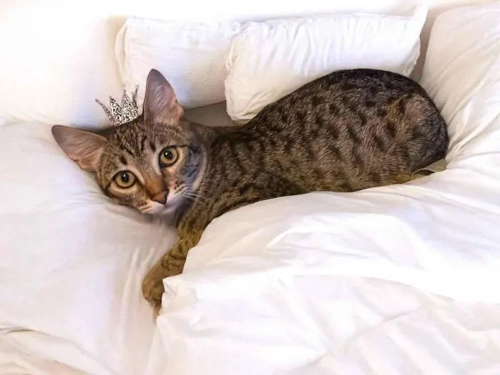 Gato ra a SRD-ViraLata idade 2 a 6 meses nome John bb5meses lindo 