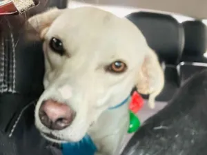 Cachorro raça SRD-ViraLata idade 1 ano nome Laka