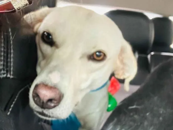 Cachorro ra a SRD-ViraLata idade 1 ano nome Laka