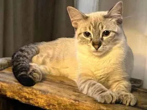 Gato raça SRD-ViraLata idade 2 a 6 meses nome John Snow bb5meses