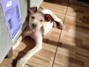 Cachorro raça SRD-ViraLata idade 2 a 6 meses nome Pietra 