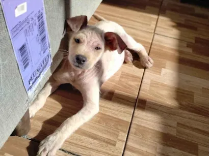 Cachorro raça SRD-ViraLata idade 2 a 6 meses nome Pietra 