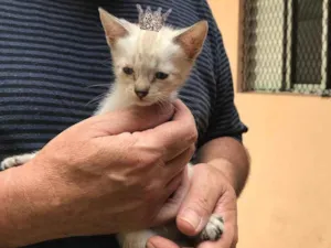 Gato raça SRD-ViraLata idade Abaixo de 2 meses nome Yuki  bb50dias Linda 