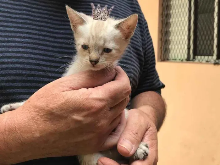 Gato ra a SRD-ViraLata idade Abaixo de 2 meses nome Yuki  bb50dias Linda 