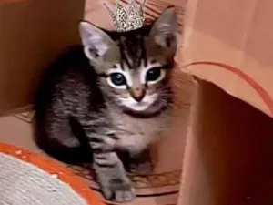 Gato raça SRD-ViraLata idade Abaixo de 2 meses nome Ronron bb50dias mini gato!