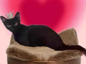 Gato raça SRD-ViraLata idade 2 a 6 meses nome Merlin bb5meses lindo 