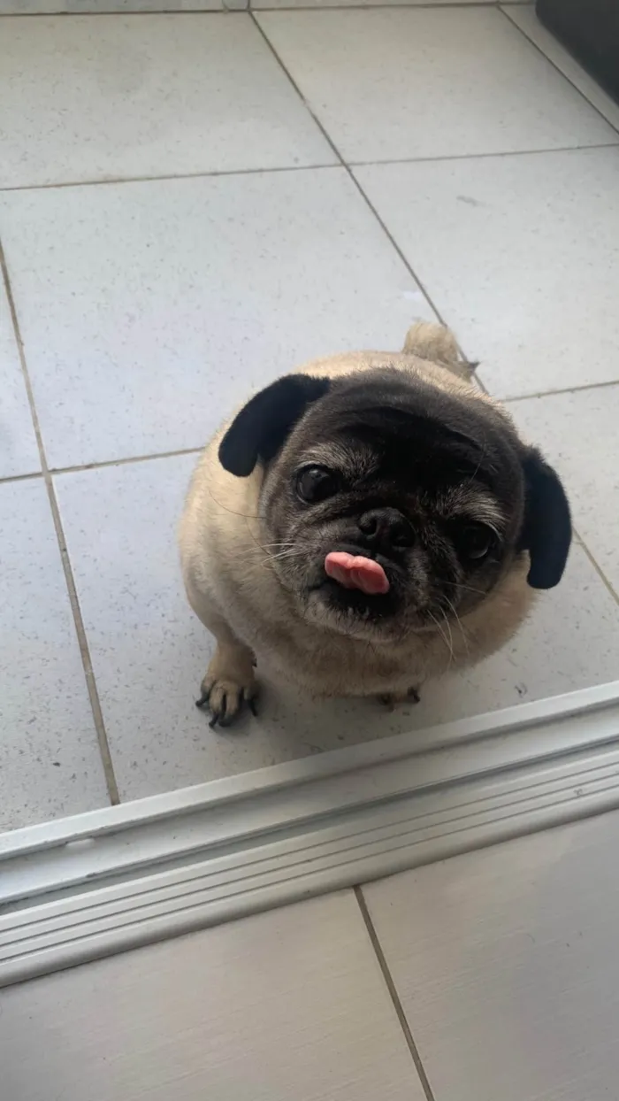 Cachorro ra a Bulldog idade 5 anos nome Luna