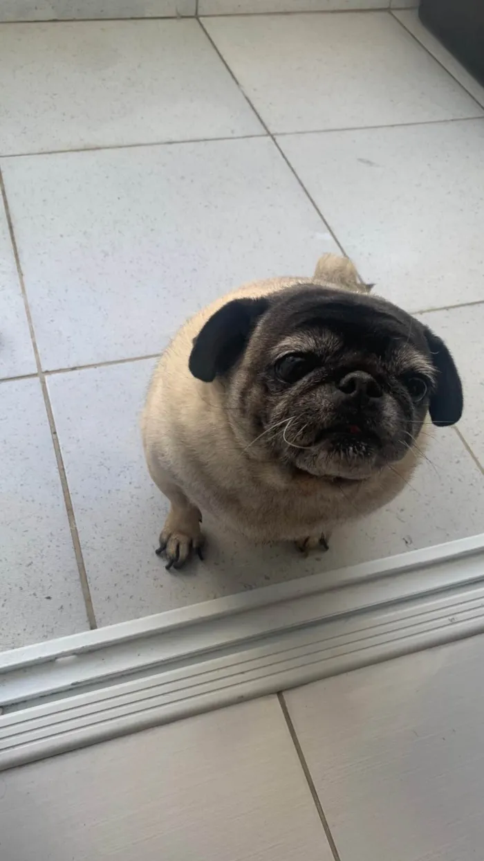 Cachorro ra a Bulldog idade 5 anos nome Luna