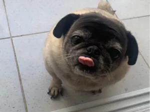 Cachorro raça Bulldog idade 5 anos nome Luna