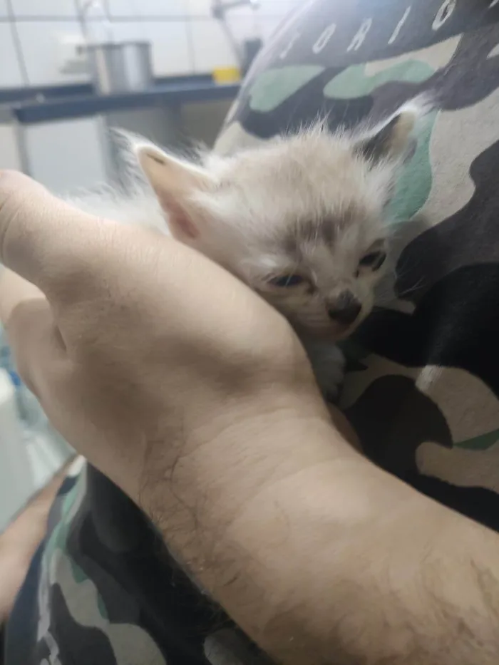 Gato ra a SRD-ViraLata idade Abaixo de 2 meses nome Cappuccino 