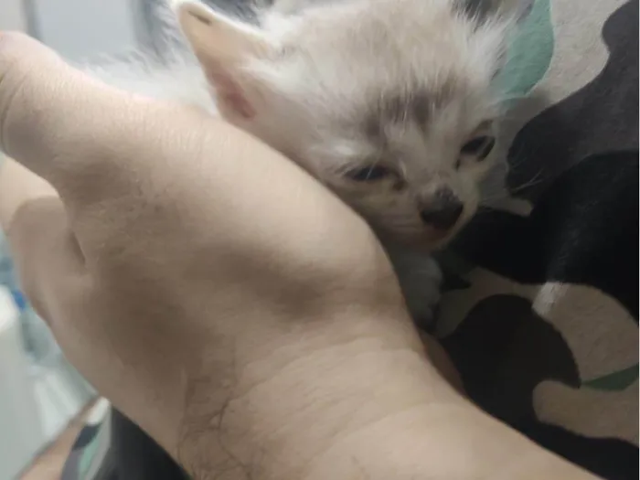 Gato ra a SRD-ViraLata idade Abaixo de 2 meses nome Cappuccino 
