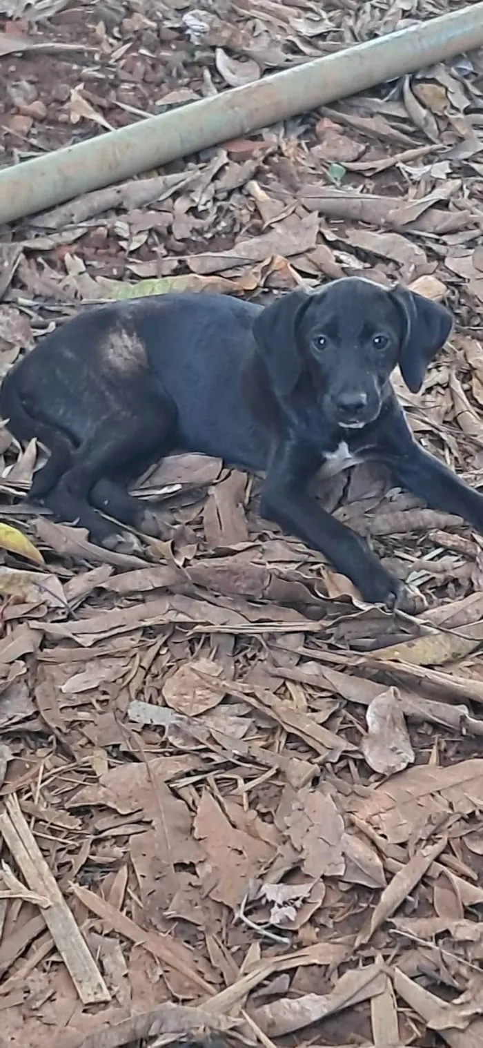 Cachorro ra a SRD-ViraLata idade 2 a 6 meses nome Pituca