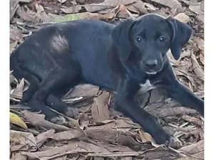 Cachorro raça SRD-ViraLata idade 2 a 6 meses nome Pituca