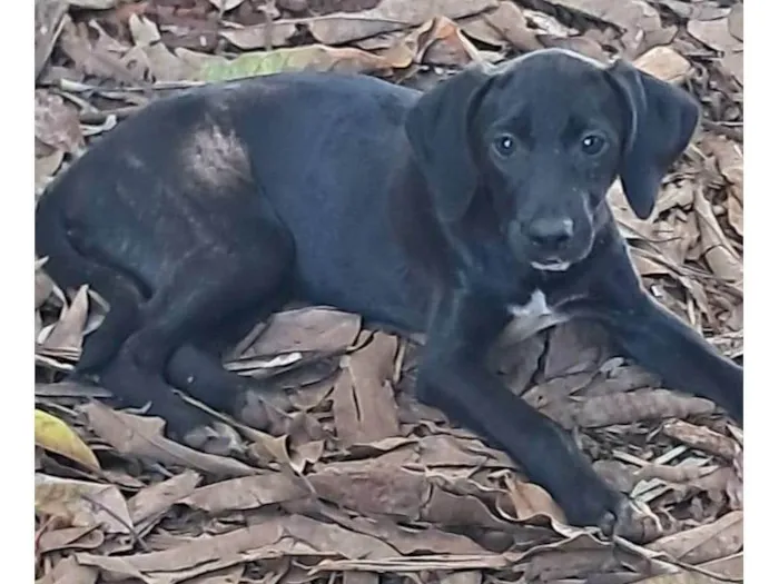 Cachorro ra a SRD-ViraLata idade 2 a 6 meses nome Pituca
