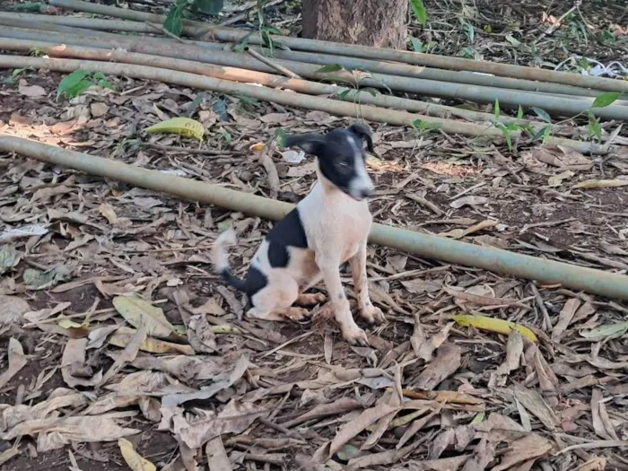 Cachorro ra a SRD-ViraLata idade 2 a 6 meses nome Lilica
