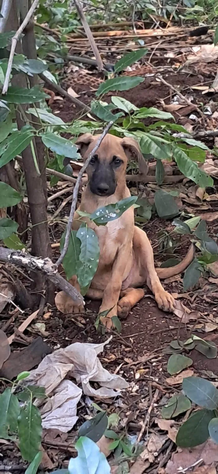 Cachorro ra a SRD-ViraLata idade 2 a 6 meses nome Fred
