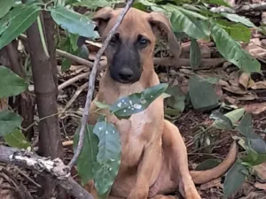 Cachorro raça SRD-ViraLata idade 2 a 6 meses nome Fred